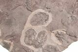Ordovician Trilobite Mortality Plate (Pos/Neg) - Morocco #254777-1
